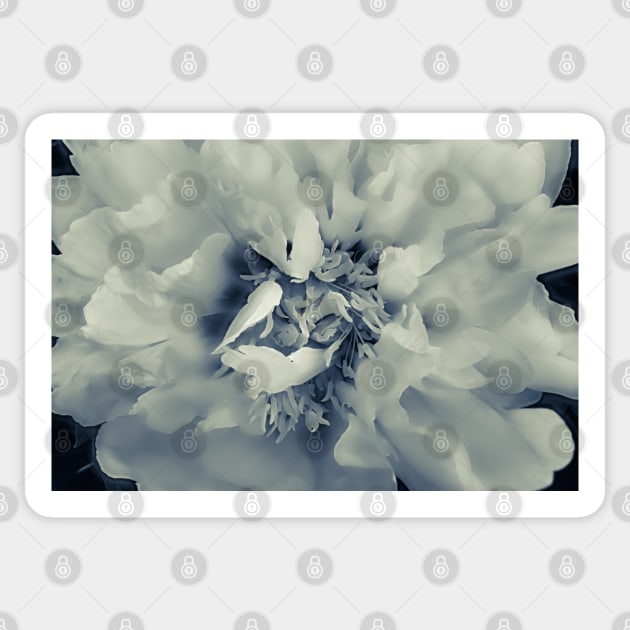 Peony Portrait Monotone Sticker by Robert Alsop